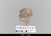 藏品(中國湖北皮影戲偶頭-生)的圖片